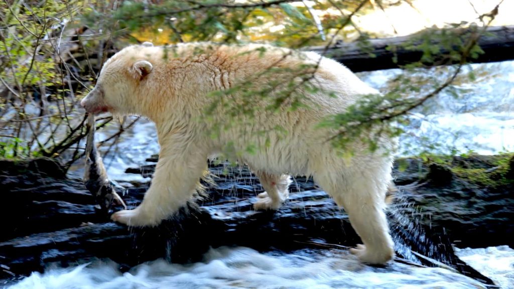 Klemtu Spirit Bear & Wildlife Great Bear Rainforest