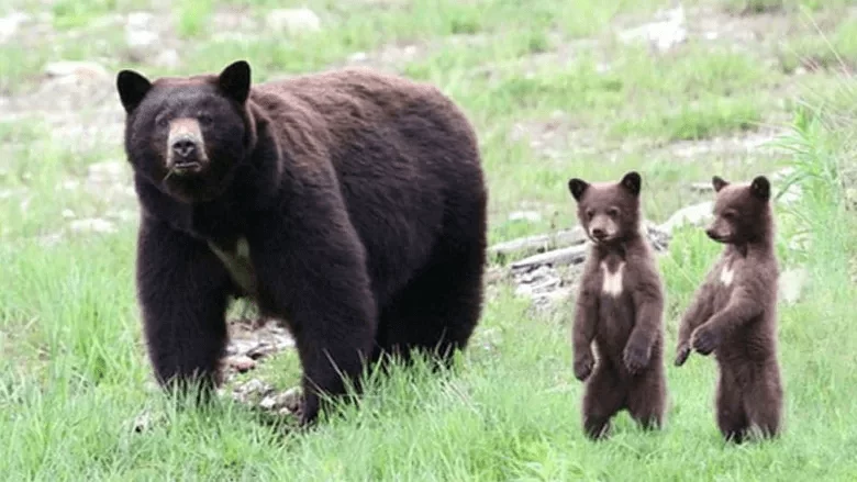 Black Bear with its cubs