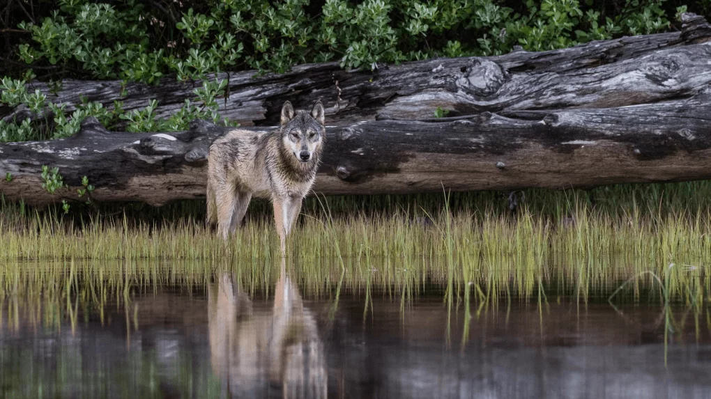 Gray Wolf