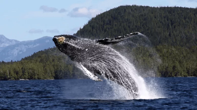 Humpback Whale