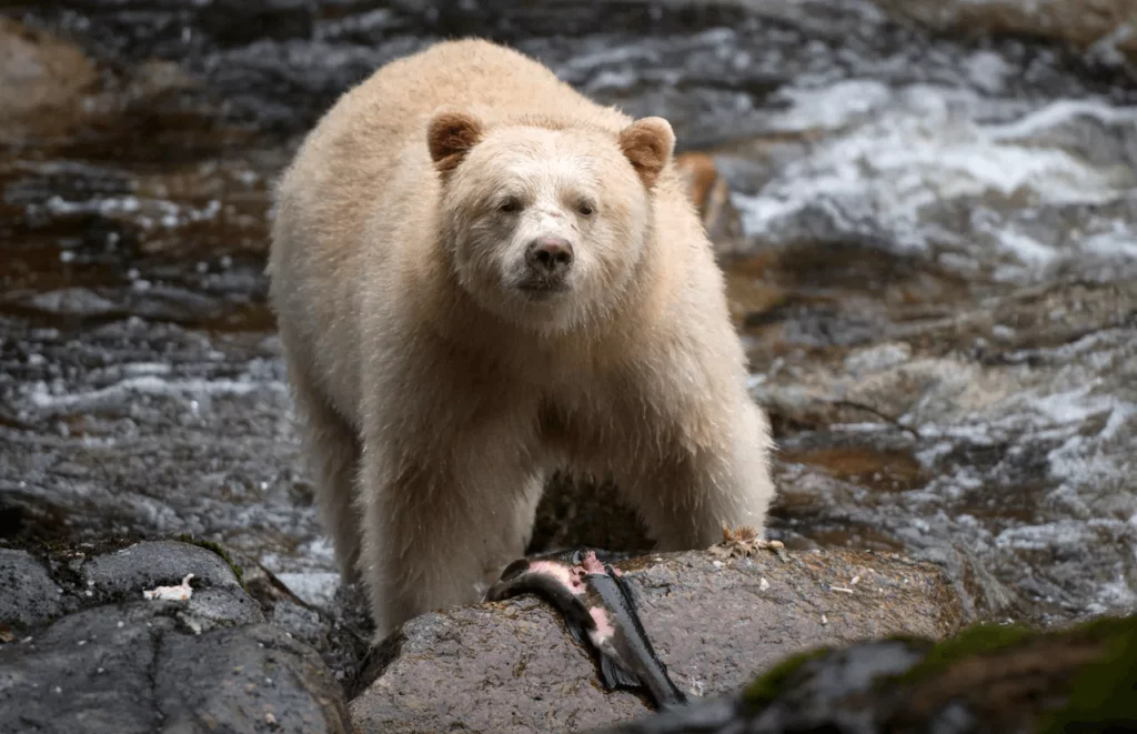 Spirit Bear eating