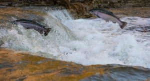 Salmon Runs in the Great Bear Rainforest