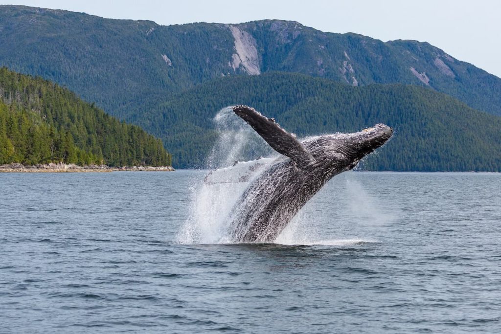 Humpback whale breaching water's surface off the coast of Hartley Bay