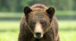 Closeup of a Grizzly Bear in Khutzeymateen Sanctuary