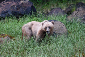 Great Bear Grizzly in Grass