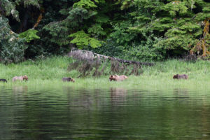 Grizzlies along river bank in Rainforest