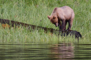 Grizzly on log in Great Bear Rainforest