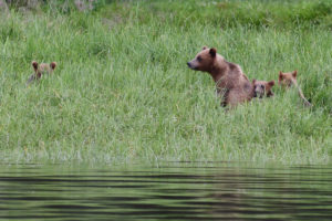 Momma Grizzly Bear with her cubs