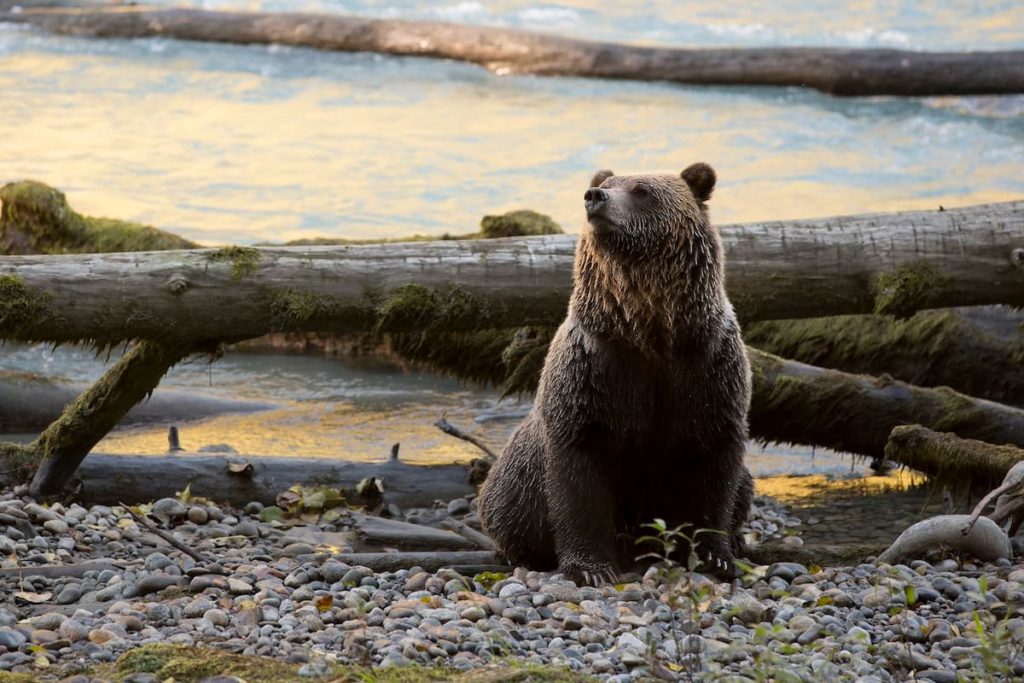 Brown grizzly bear sitting on the rocky shore with large branches and waters in the background