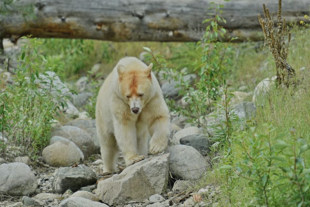 White spirit bear climbing over rocks surrounded by greenery and large tree trunk in background