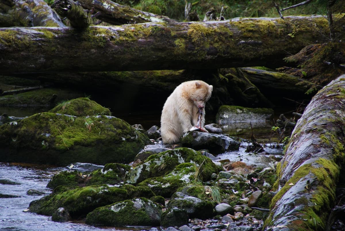 Bear eating at the Spirit Bear Lodge