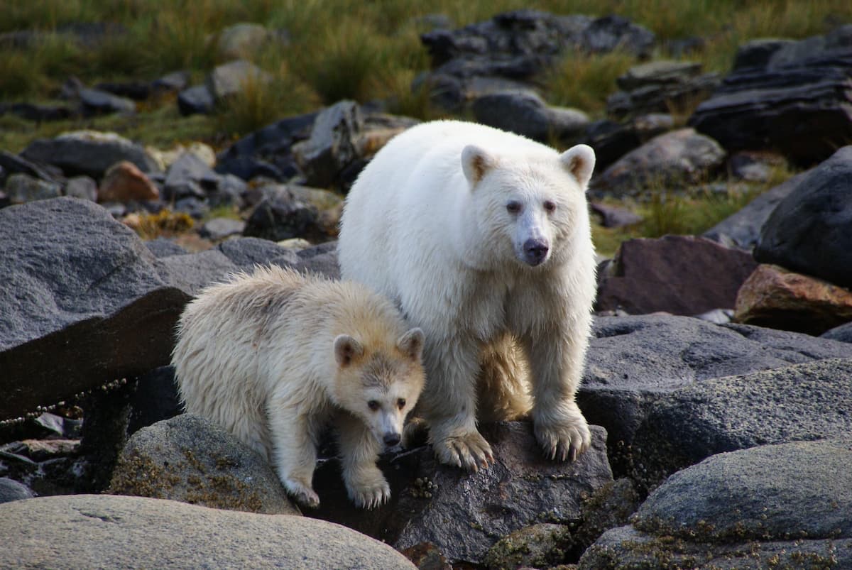 A Bear with its cub in the Spirit Bear Lodge in Klemtu BC